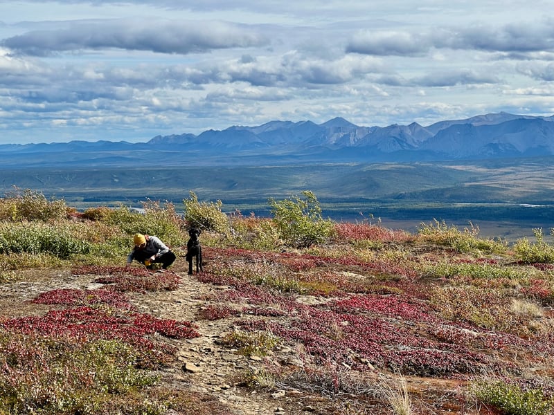 Berry foraging with a view at the Ogilvie Ridge on the Dempster Highway